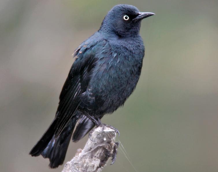 Image of Rusty Blackbird