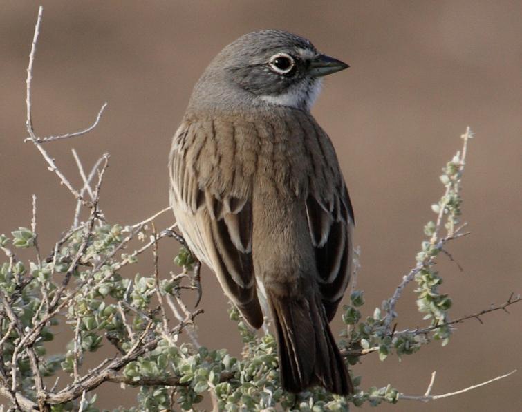 Image of Sage Sparrow (Sagebrush/Bell's)