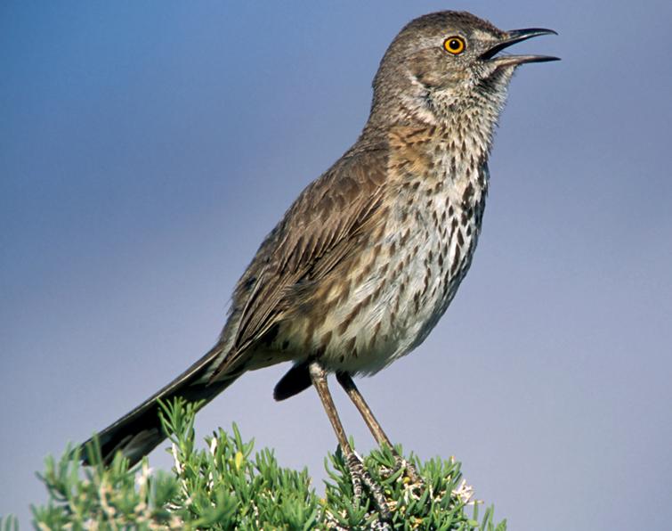 Image of Sage Thrasher