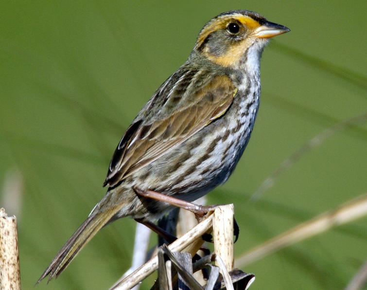 Image of Saltmarsh Sparrow