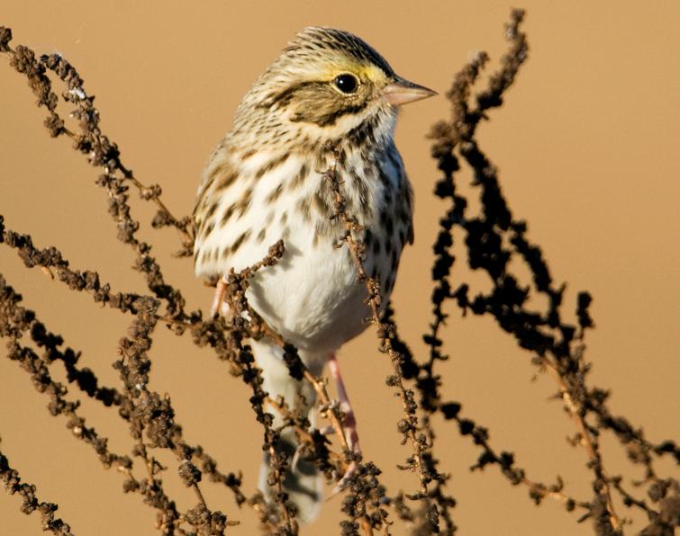 Image of Savannah Sparrow