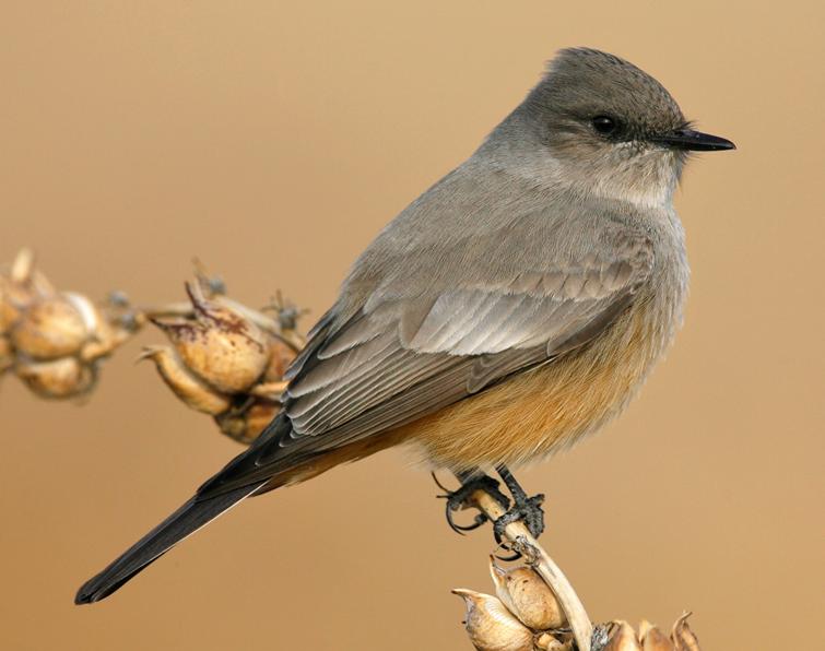 Image of Say's Phoebe