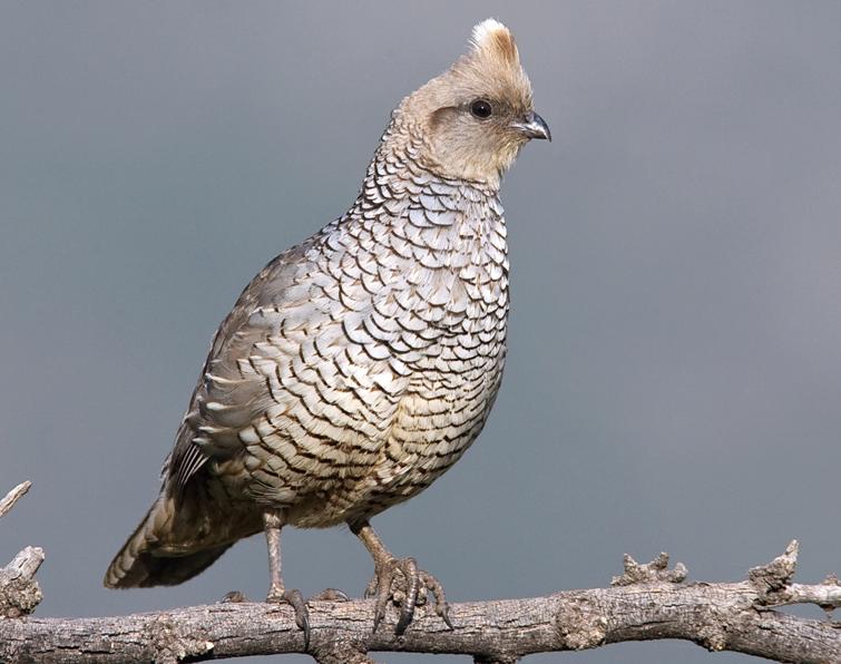 Image of Scaled Quail