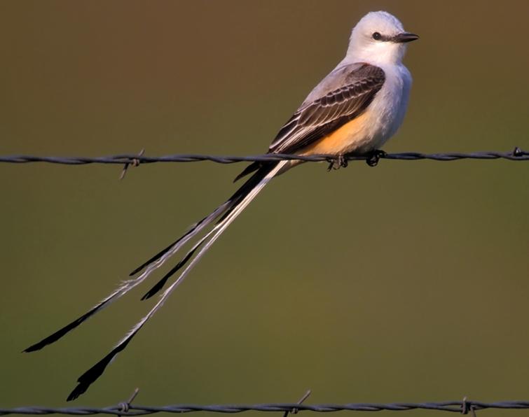 Image of Scissor-tailed Flycatcher