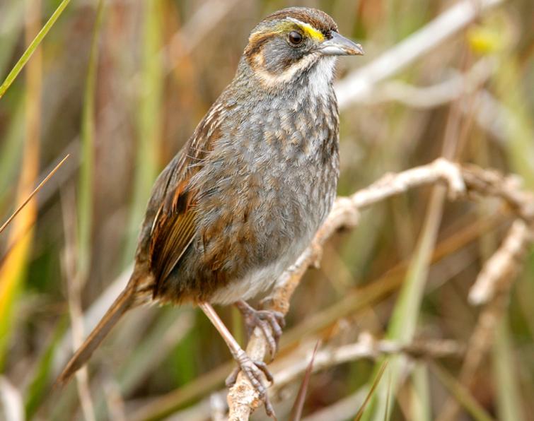 Image of Seaside Sparrow