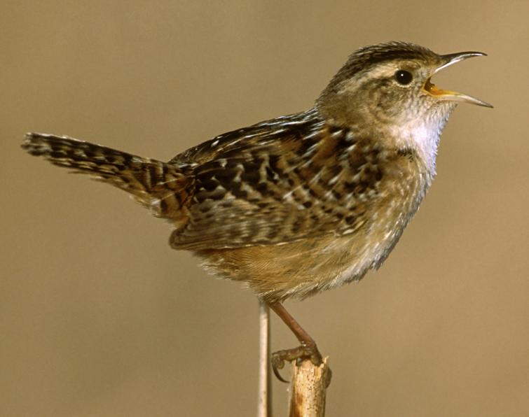 Image of Sedge Wren