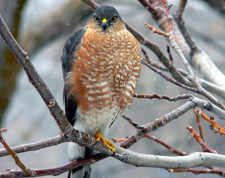 Image of Sharp-shinned Hawk