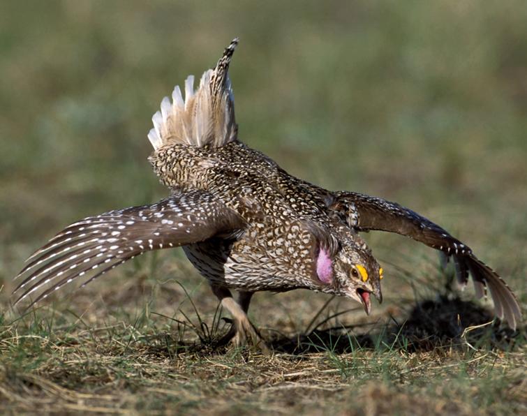 Image of Sharp-tailed Grouse