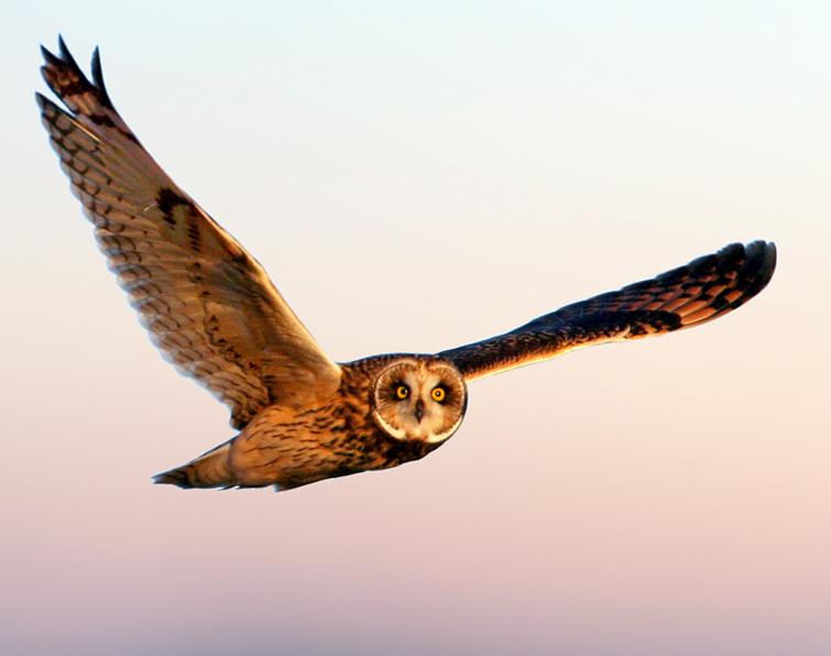 Image of Short-eared Owl