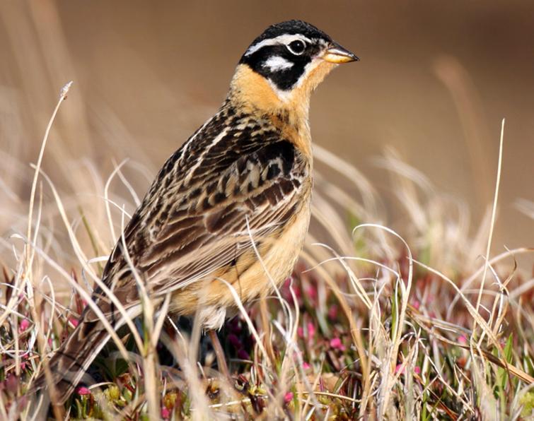 Image of Smith's Longspur