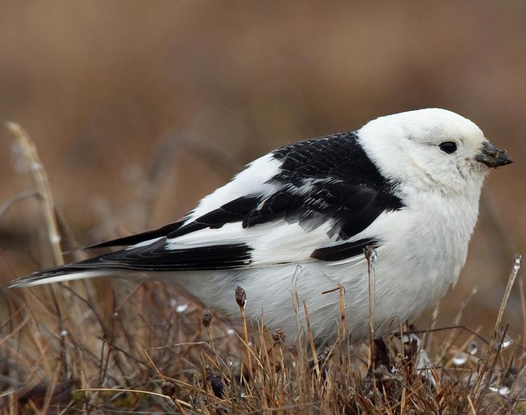 Image of Snow Bunting