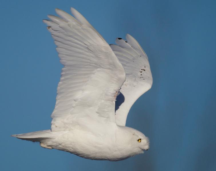 Image of Snowy Owl