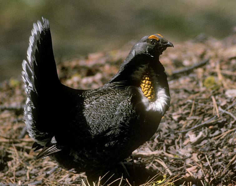 Image of Sooty Grouse