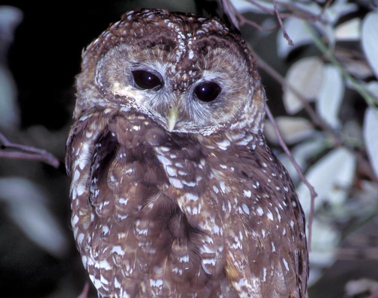 Image of Spotted Owl