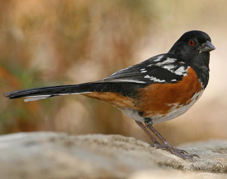 Image of Spotted Towhee