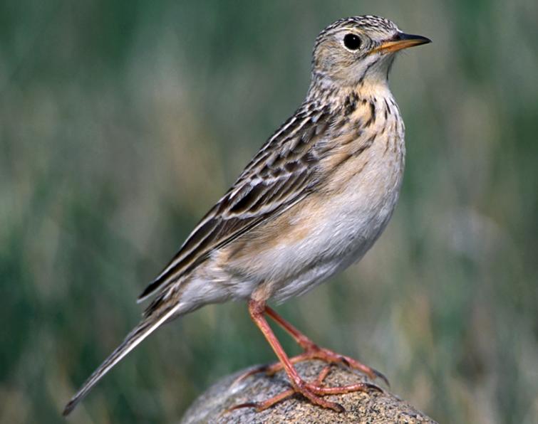 Image of Sprague's Pipit