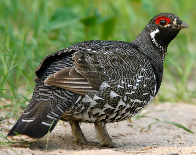 Image of Spruce Grouse