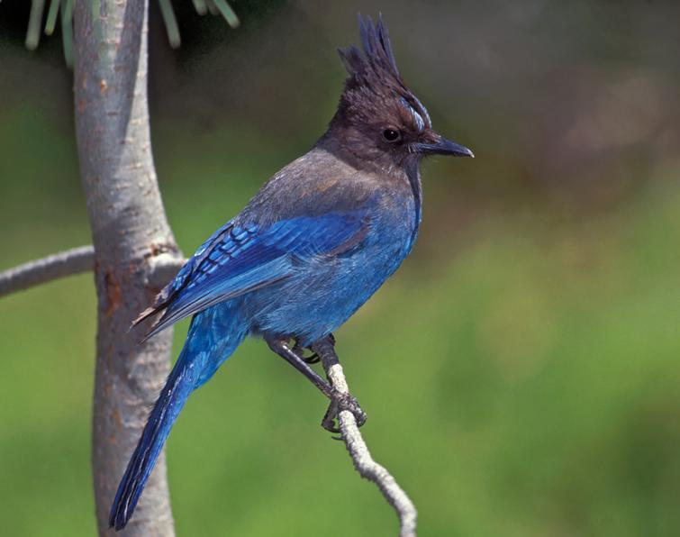 Image of Steller's Jay