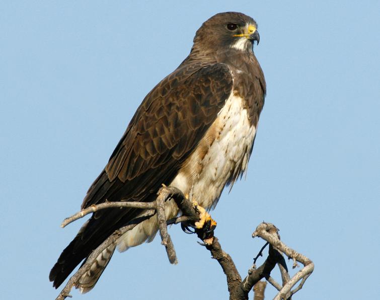 Image of Swainson's Hawk