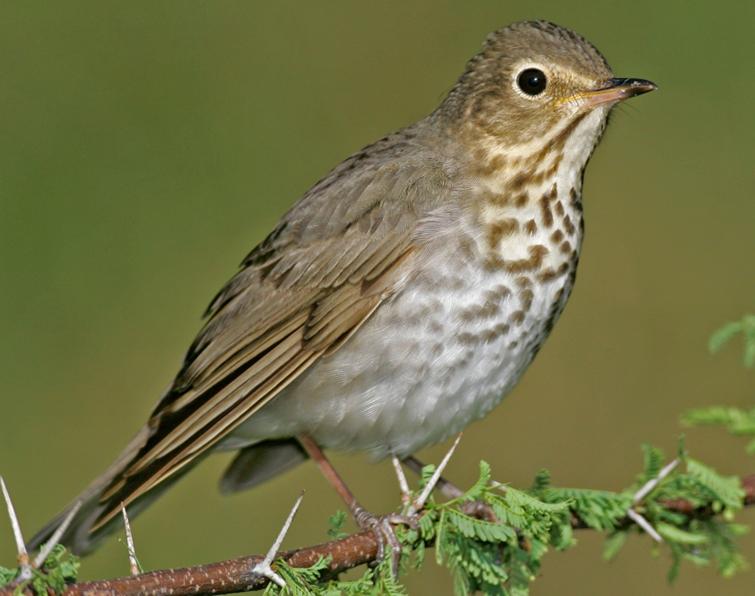 Image of Swainson's Thrush