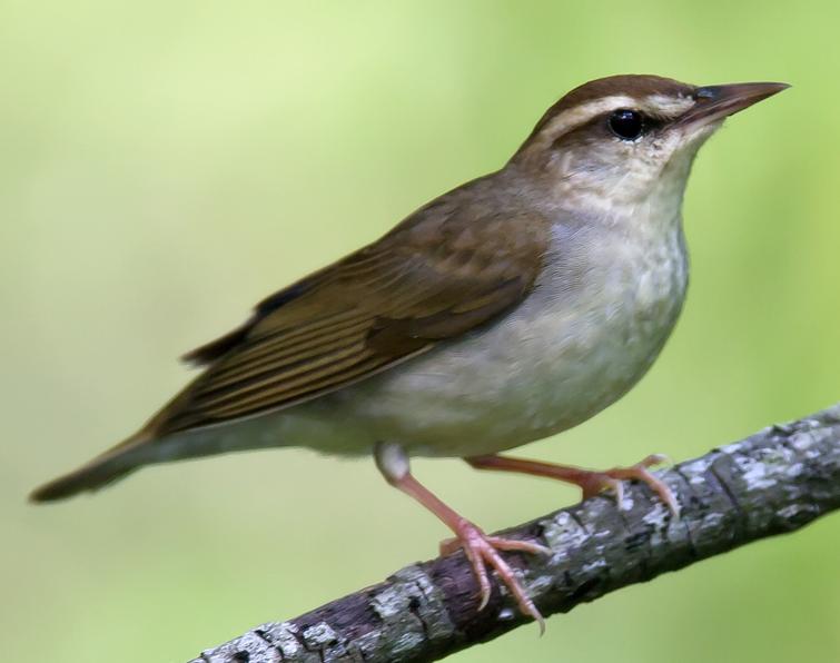 Image of Swainson's Warbler