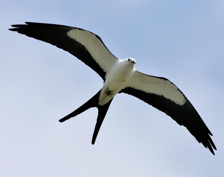 Image of Swallow-tailed Kite