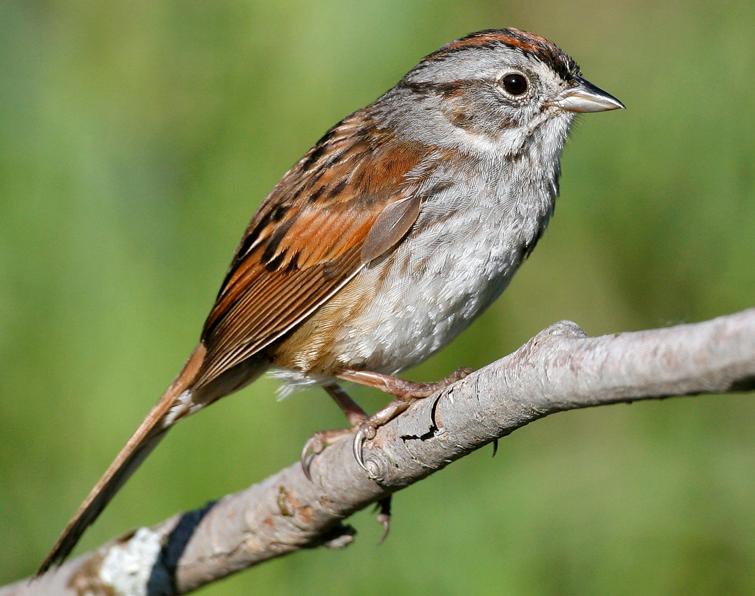 Image of Swamp Sparrow