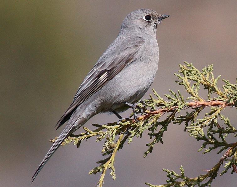 Image of Townsend's Solitaire