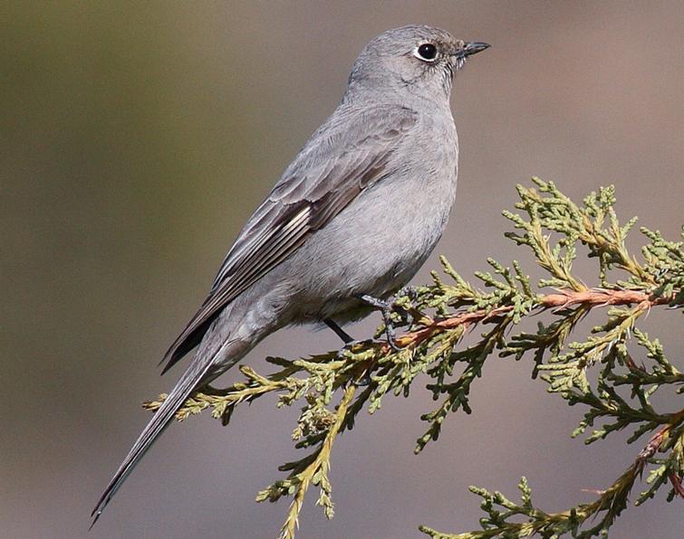 Image of Townsend's Solitaire