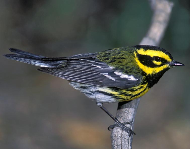 Image of Townsend's Warbler