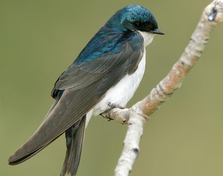 Image of Tree Swallow