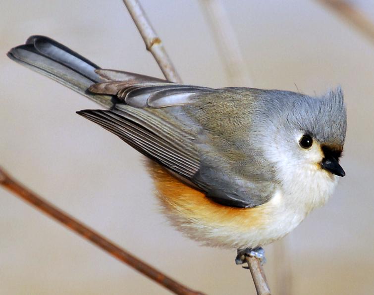 Image of Tufted Titmouse