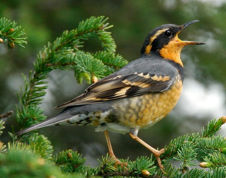 Image of Varied Thrush