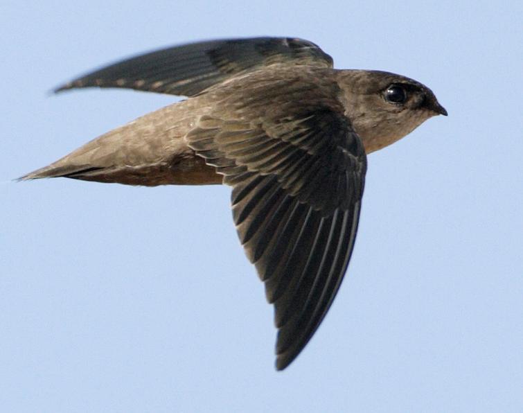 Image of Vaux's Swift