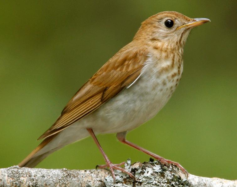 Image of Veery