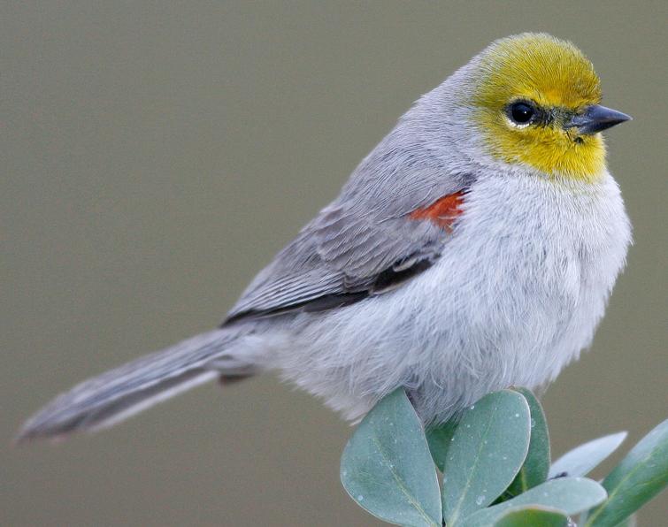 Image of Verdin