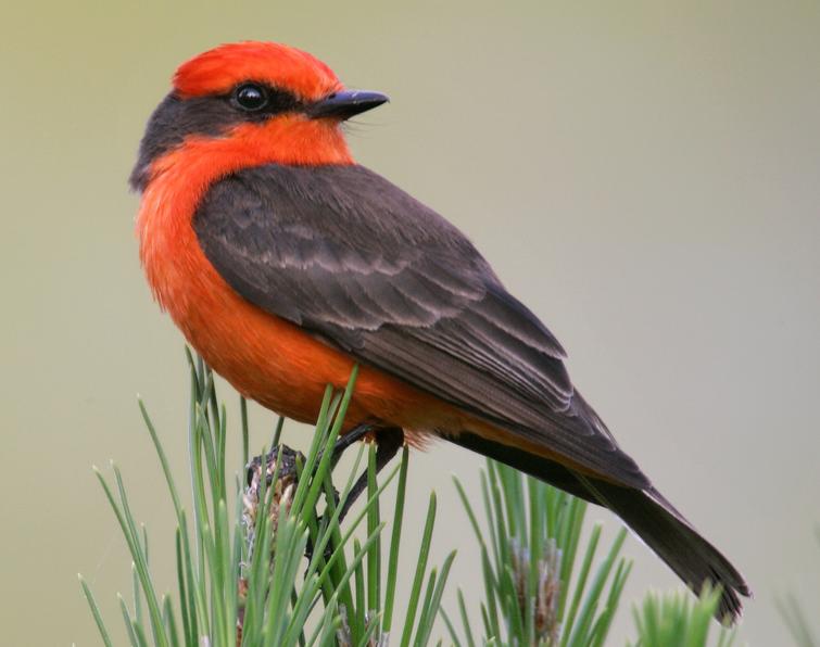 Image of Vermilion Flycatcher