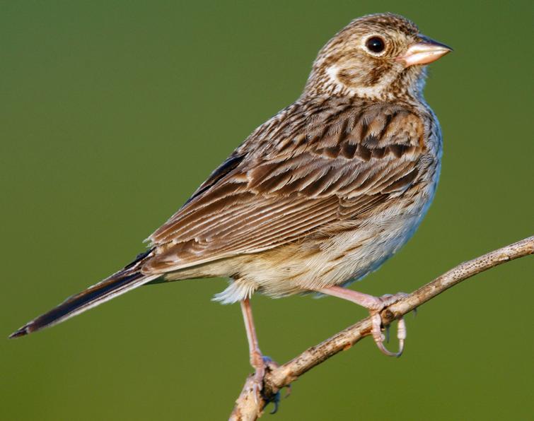 Image of Vesper Sparrow