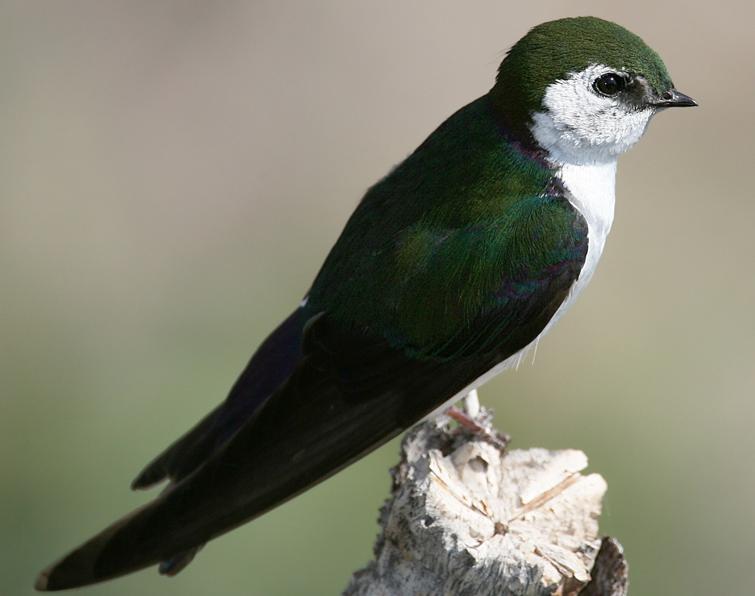 Image of Violet-green Swallow