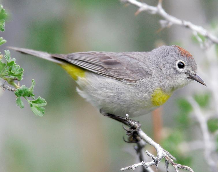 Image of Virginia's Warbler