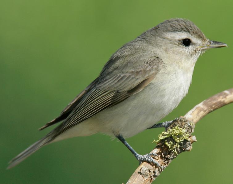 Image of Warbling Vireo