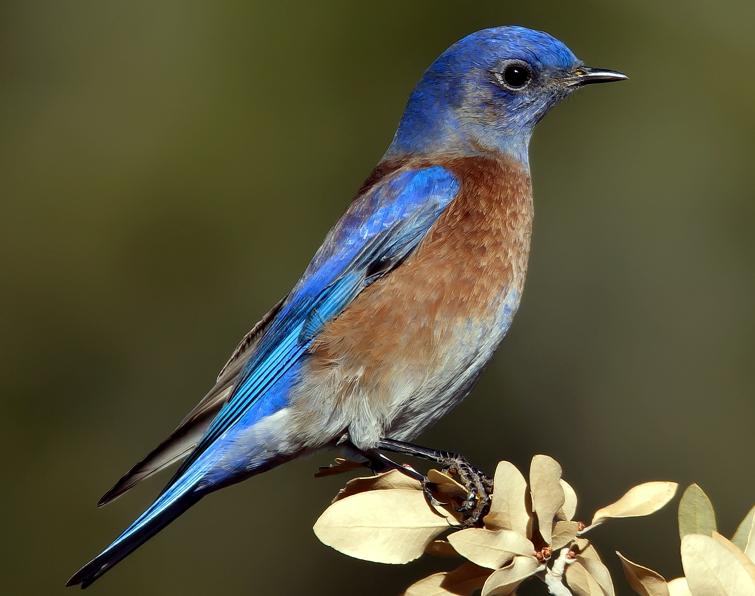 Image of Western Bluebird