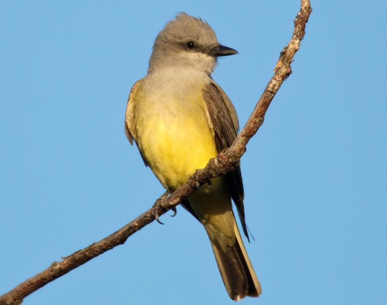 Image of Western Kingbird