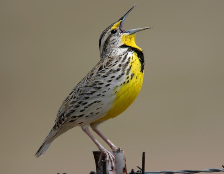 Image of Western Meadowlark