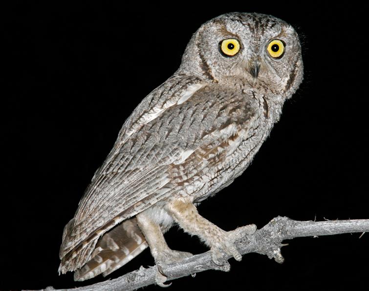 Image of Western Screech-Owl