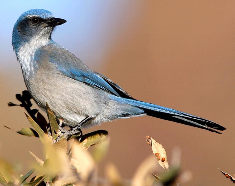 Image of Western Scrub-Jay (Woodhouse's/California)