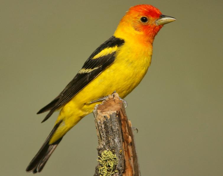 Image of Western Tanager