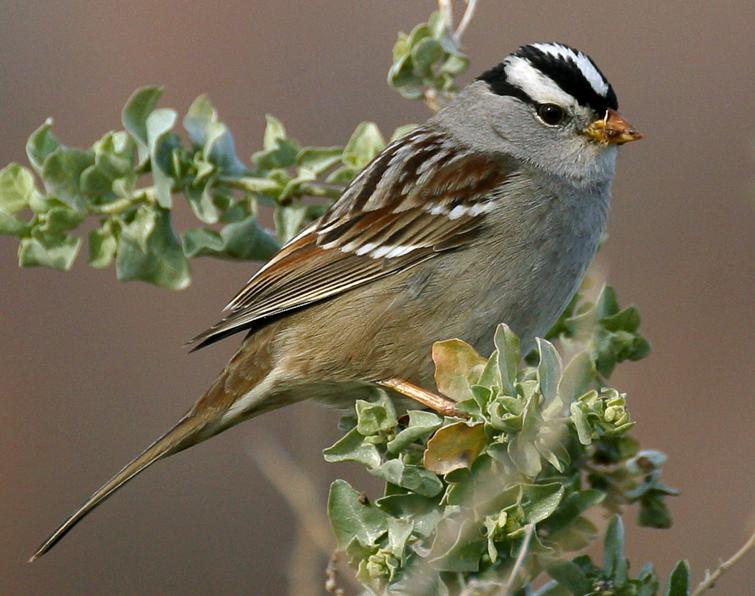 Image of White-crowned Sparrow