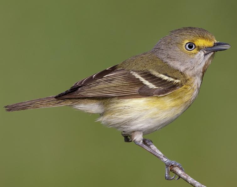 Image of White-eyed Vireo