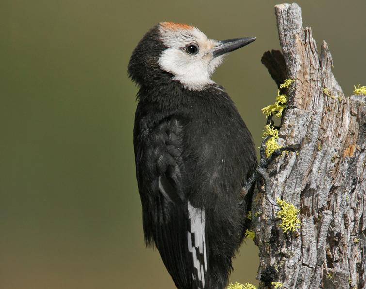 Image of White-headed Woodpecker